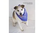 Adopt Eileen DIAMOND DOG 75 Adoption Fee a Jack Russell Terrier 