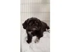 Adopt Gidget a GraySilverSalt and Pepper - with White Shih Tzu  