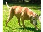 Adopt BREWER - EMOTIONAL SUPPORT ANIMAL a TanYellowFawn Golden R