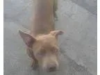 Adopt Sheena a Pit Bull Terrier