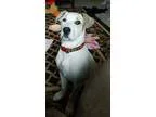 Adopt Maggie puppy a Labrador Retriever Pit Bull Terrier