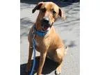 Adopt Tyson - Adopted a Rhodesian Ridgeback