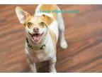 Adopt Mr Wiggles a Jack Russell Terrier Dachshund