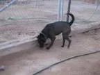 Adopt Alexis a Labrador Retriever Bull Terrier