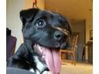 Adopt Jethro a Black Labrador Retriever Boxer