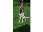 Adopt Wyatt a Australian Cattle Dog (Blue Heeler)