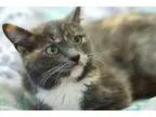 Adopt Flowers a Dilute Calico