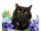 Adopt Phantom a All Black Domestic Shorthair  Mixed (short coat)
