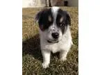 Adopt Jackson a Cattle Dog