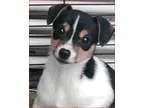 Adopt ADOPTED Spice (Shorewood) a Rat Terrier