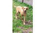 Adopt Gentry a Labrador Retriever Golden Retriever