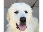Adopt Spin s Caleb a Great Pyrenees