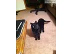 Lost Black Cat