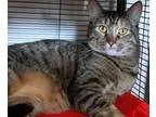 Adopt Chelsea a Brown Tabby Domestic Shorthair (short coat) cat 
