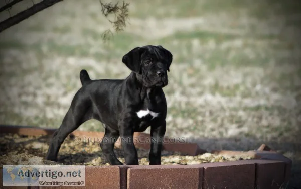 10 wk Black Male Cane Corso