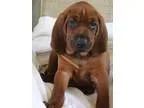 Redbone Coonhound Puppies