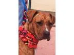 Adopt Kuma a Brindle Great Dane  Pit Bull Terrier  Mixed dog in 