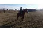 Older Paso Fino Mare For Sale