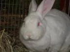 Adopt Miss Summer a New Zealand