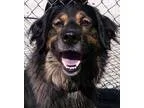 Adopt 15 ShaggyADOPTED a Shepherd