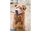 Adopt Sweet Pea a Tricolor (TanBrown and Black and White) Treein