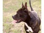 Adopt Georgy a Pit Bull Terrier Boston Terrier