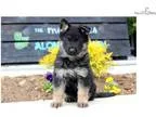 Daisy - German Shepherd Male