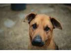 Adopt Sasha a TanYellowFawn - with Black German Shepherd Dog  Mi