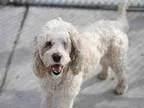 Adopt IRIS a White Poodle (Miniature)  Mixed dog in Denver CO (1