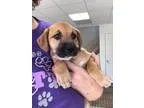Adopt Kimmy (Earlville NY) a German Shepherd Dog