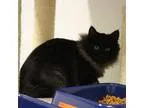 Adopt Seamus a Domestic Long Hair