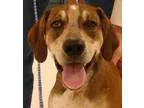 Adopt Copper a Hound