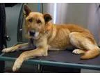 Adopt P - 42 Bruno a TanYellowFawn Labrador Retriever  German Sh