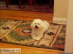 AKC Bichon Frise Stud Service