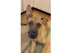Adopt Dakota a TanYellowFawn - with Black German Shepherd Dog  H