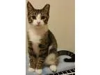 Adopt Ricky McPurr a Tiger Striped Domestic Shorthair (short coa