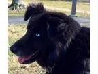 Adopt Dollie a Husky