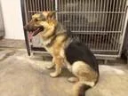 Adopt JACK a Black - with Tan Yellow or Fawn German Shepherd Dog