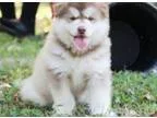 Alaskan malamute puppies oo sefe