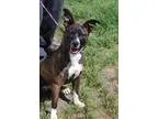 Adopt Tory (Needs Foster) a Jack Russell Terrier  Terrier (Unkno