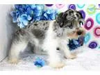 Sasha Blue Merle Parti - M. Schnauzer-Female