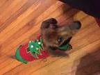 Adopt Nitro a RedGoldenOrangeCh estnut Dachshund  Mixed dog in J