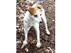 Adopt Bucky a Jack Russell Terrier