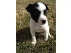 Adopt Raven a Cattle Dog