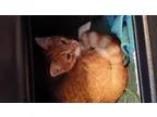Adopt Sunny a Domestic Short Hair - orange and white