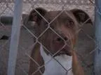 Adopt Jake a Pit Bull Terrier