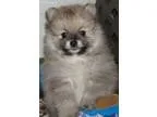 $2584 1 bedroom in Montreal Area