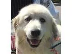 Donner Female Teddy Bear Shih-Chon