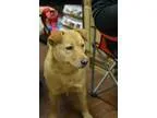 Adopt Nellie SOFT AND SNUGGLY a RedGoldenOrangeCh estnut Chow Ch