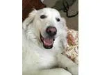 Adopt Avery a Basset Hound